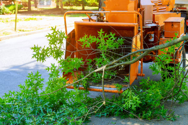 Best Professional Tree Care  in Central City, KY